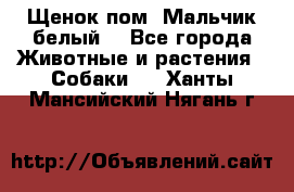 Щенок пом. Мальчик белый  - Все города Животные и растения » Собаки   . Ханты-Мансийский,Нягань г.